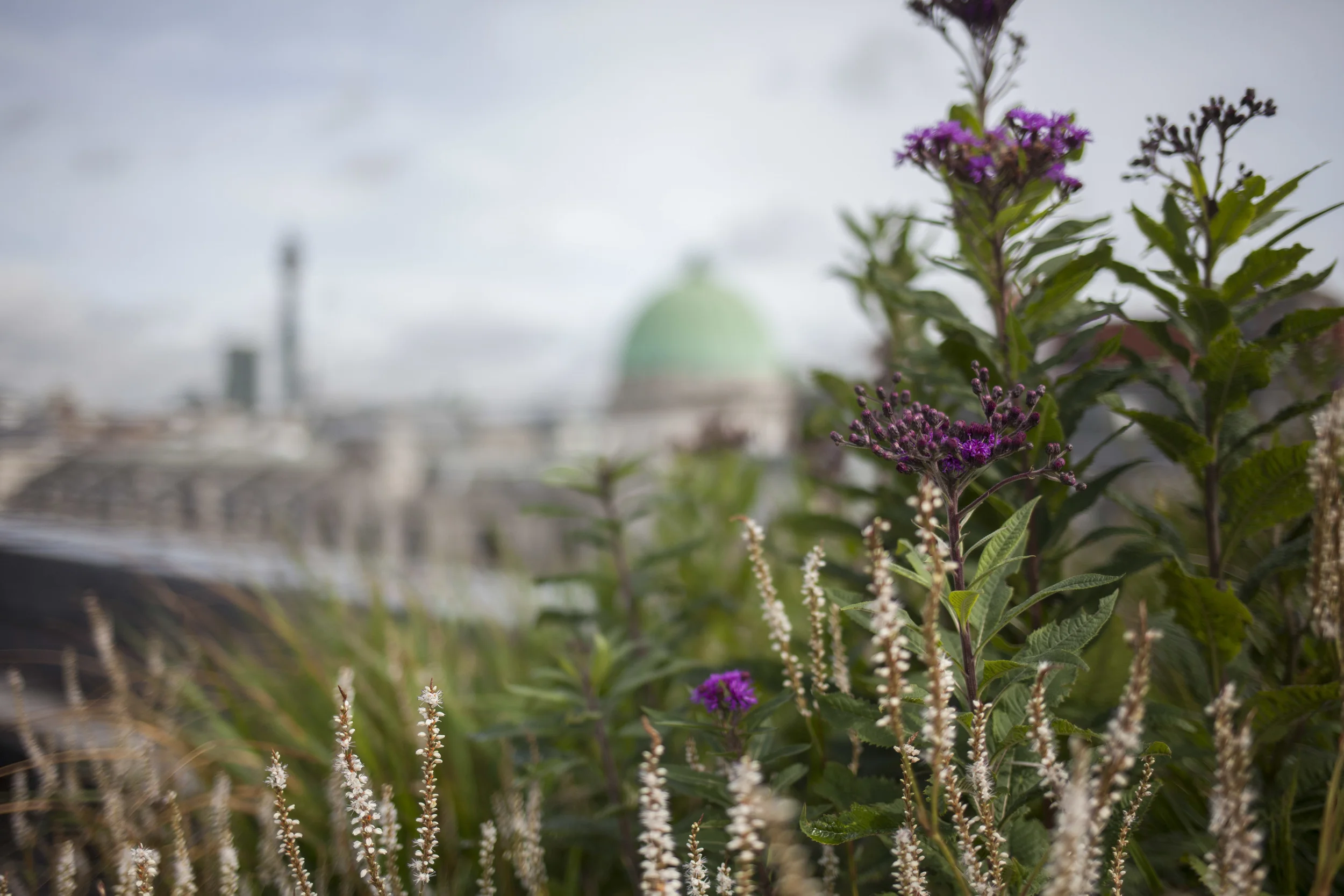 Space to connect with nature