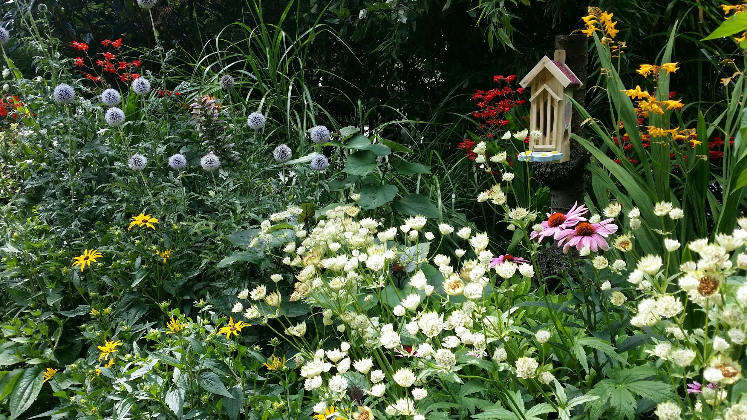 Grosvenor - Success with new butterfly feeder and house.jpg