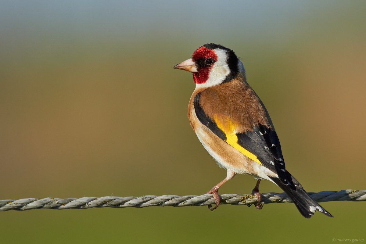 goldfinch no copyright.jpg