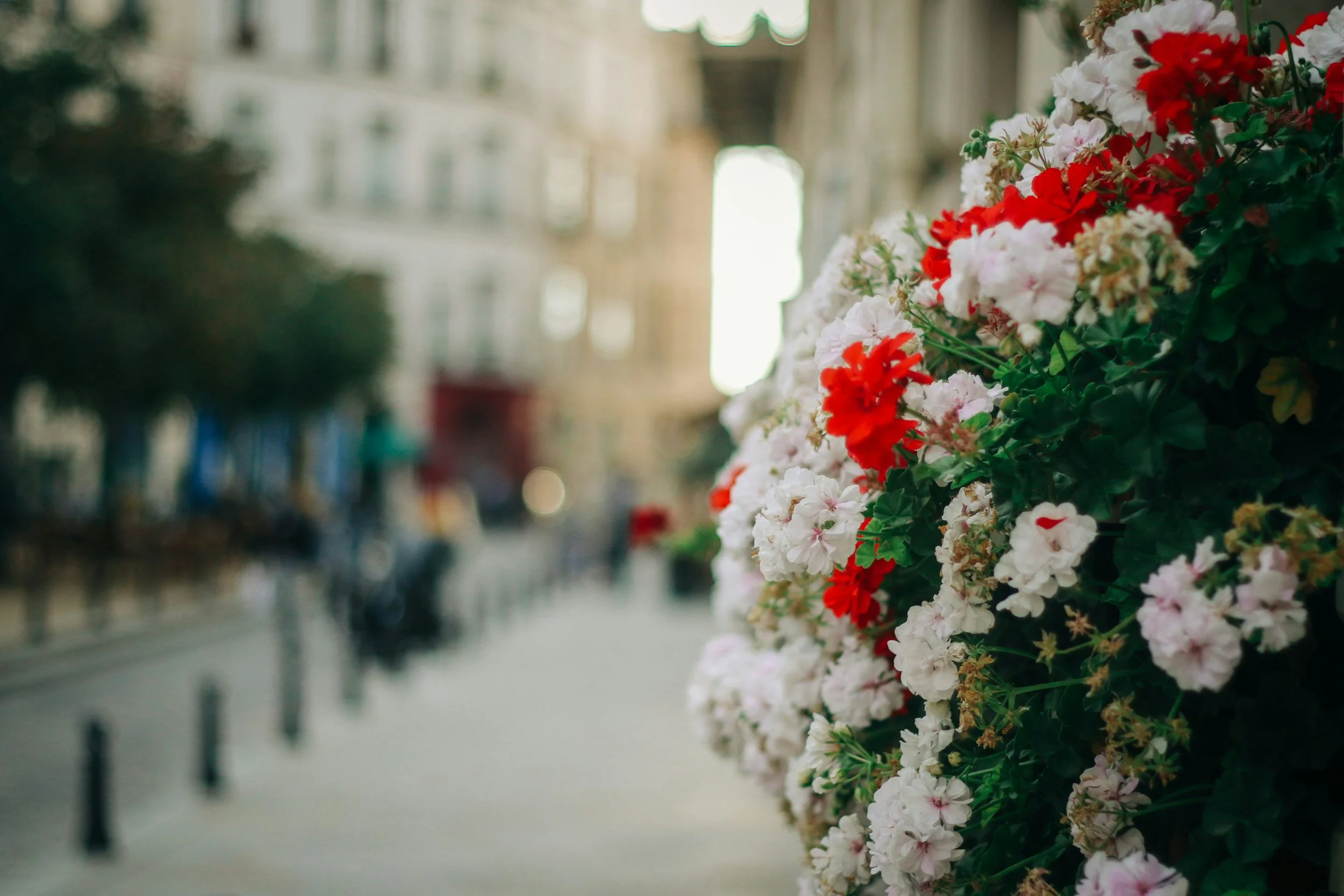 Red and White Flowers.jpg