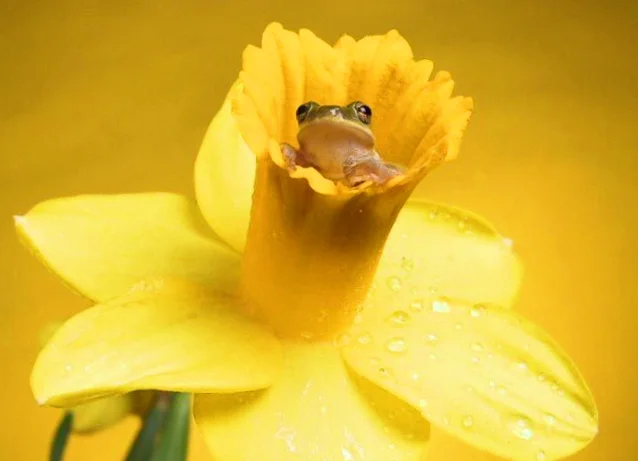 Spring Frog.jpg