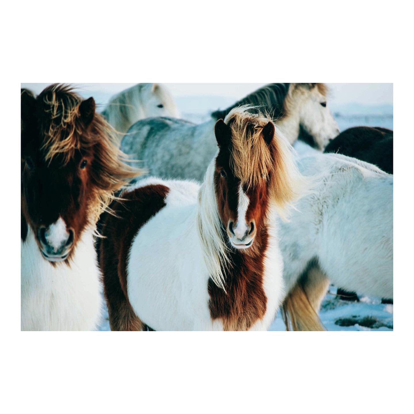 January 2015: I was 21, exploring Iceland in the cheapest rental car possible. These horses enjoyed a good blizzard and were unphased by the incoming weather. 

I will be posting a series of my favorite photos taken over the last 20 years. I started 