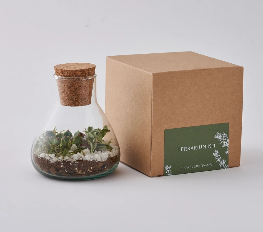 Terrarium Kit With Plants | £42.50