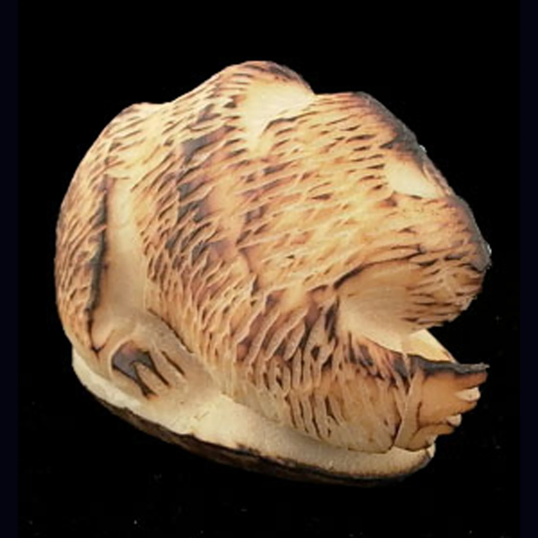 S569V-Square-Zuni-Alvert-Lamy-tagua-nut-bear-fetish-600.jpg
