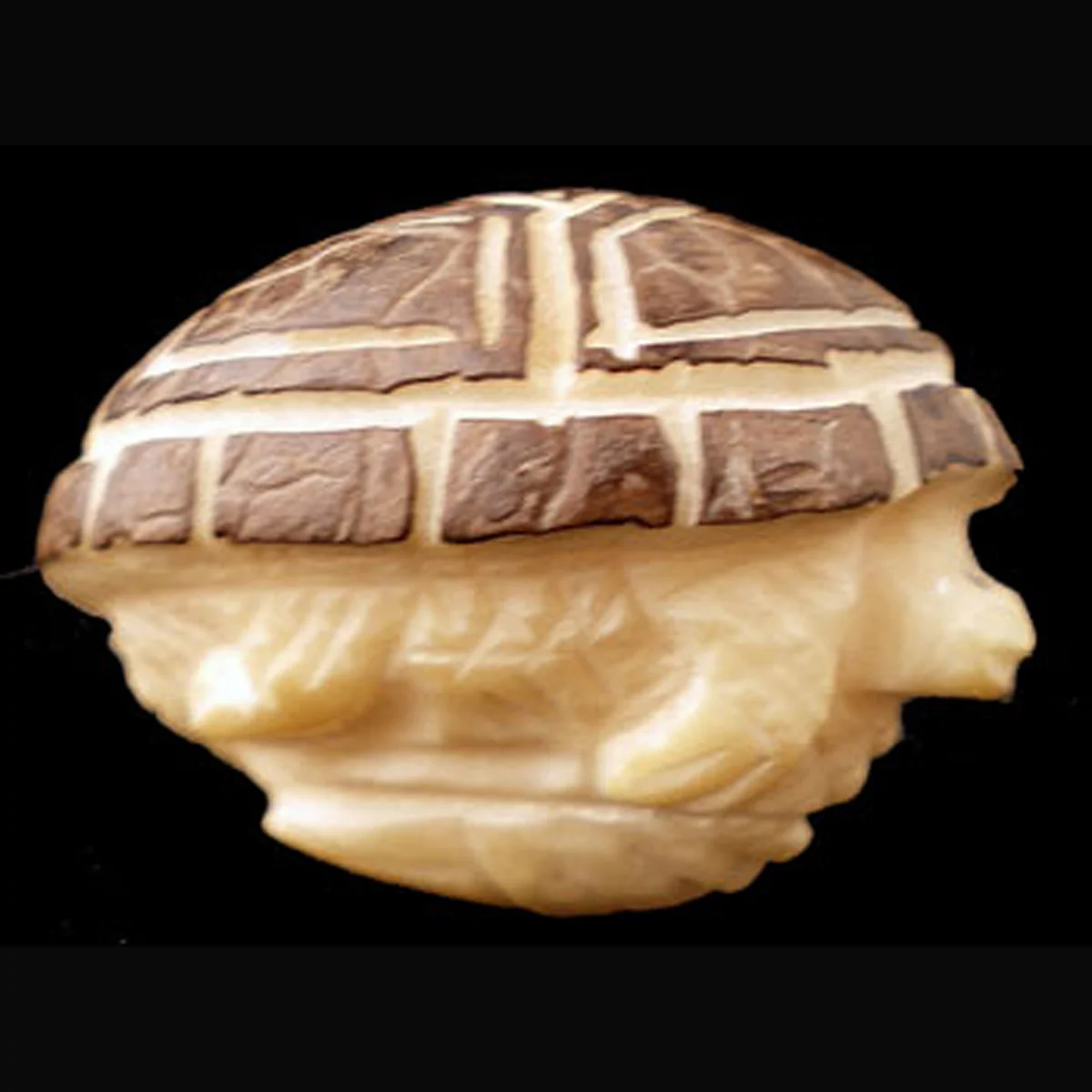 Si86R-Square-Zuni-Yvette-Kaamassee-tagua-nut-turtle-400.jpg