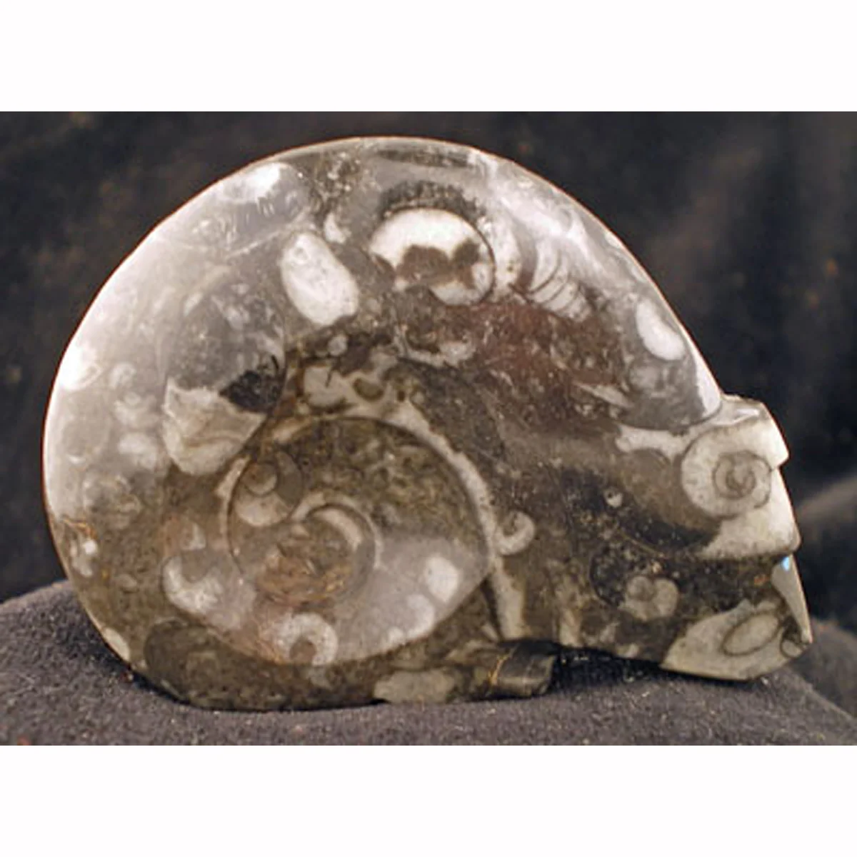 RK53R-Square-Abby-Quam-Zuni-orthoceras-fossil-bear-400.jpg