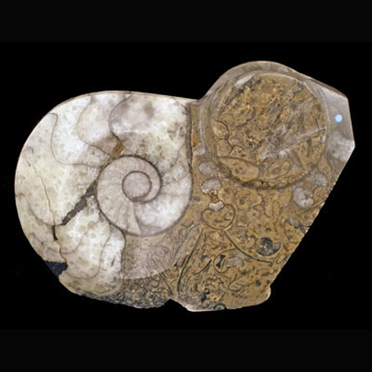 RG78R-Square-Zuni-Abby-Quam-ammonoid-ram-carving-400.jpg