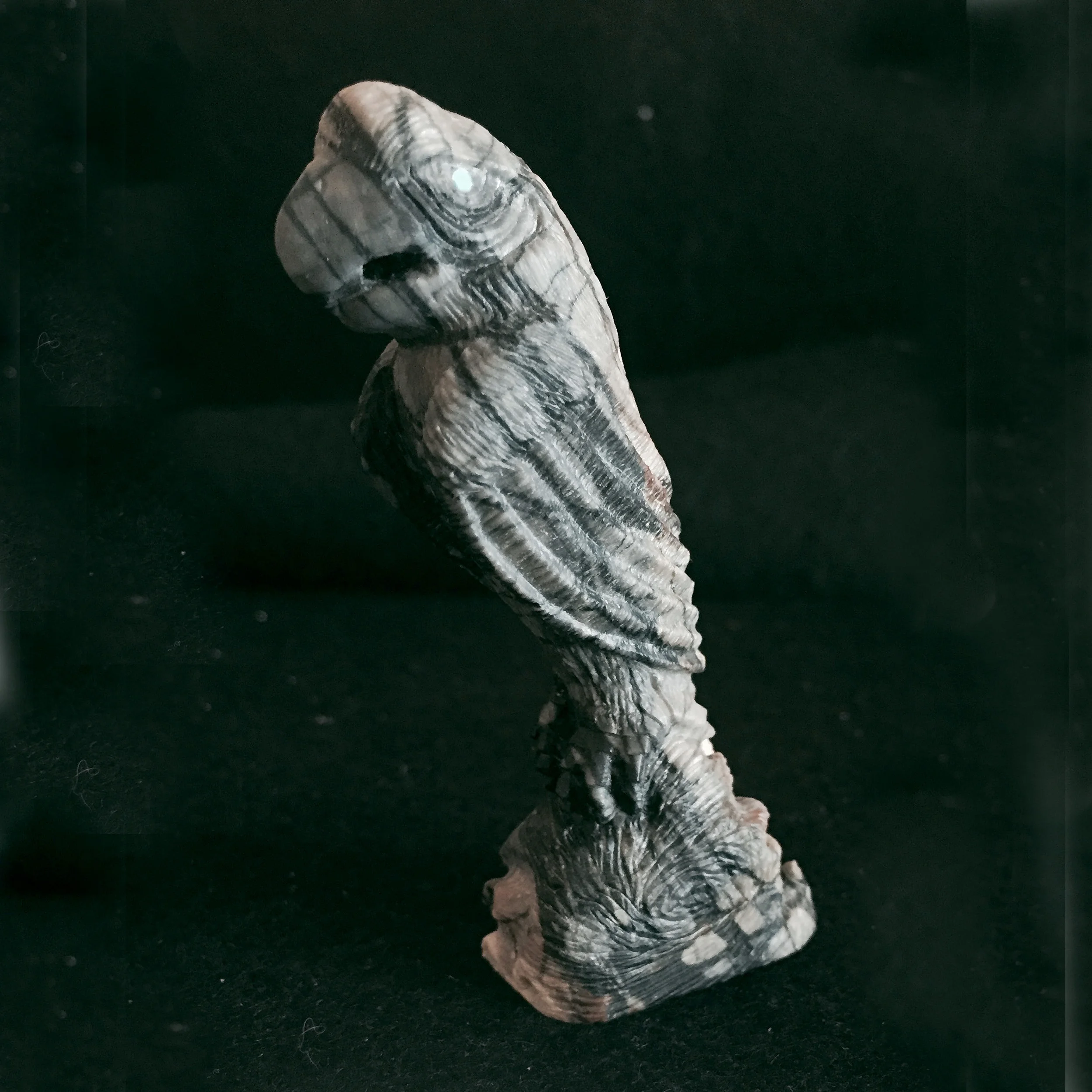 SU53L-Square-Zuni-Carlos-Weeka-parrot-1000.jpg