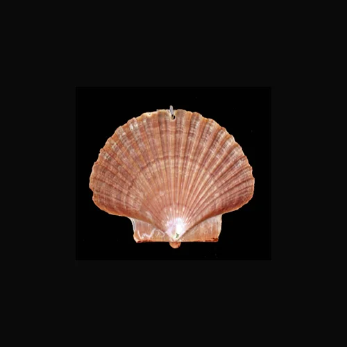 MV35V_Waldo-Davidson-Zuni-shell-pendant-500.jpg