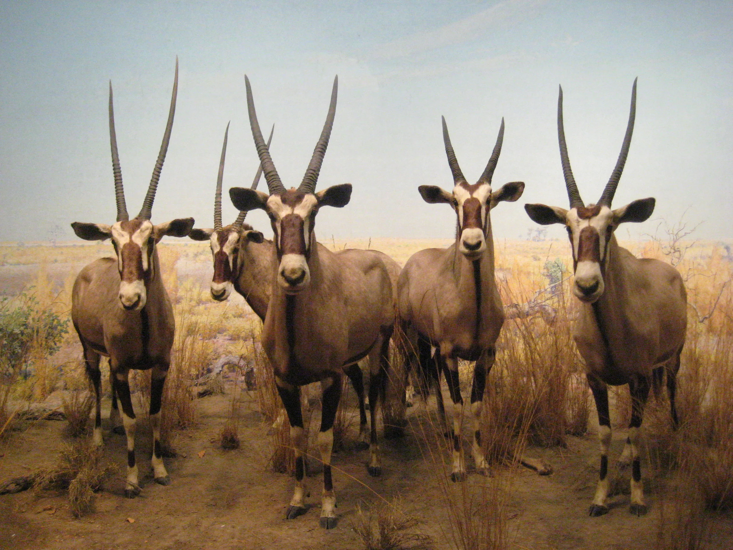  Museum of Natural History 