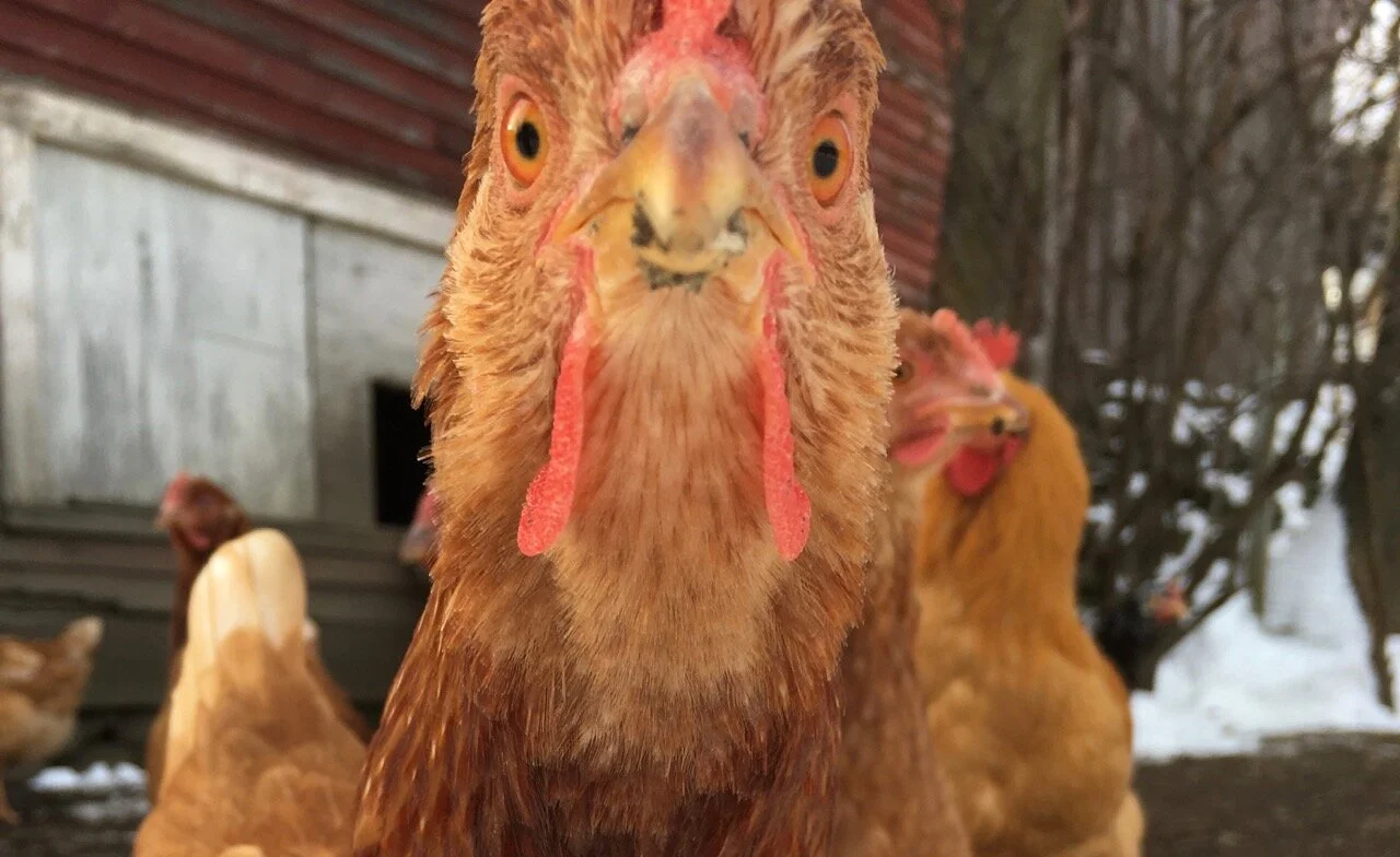 close-chicken3.jpg