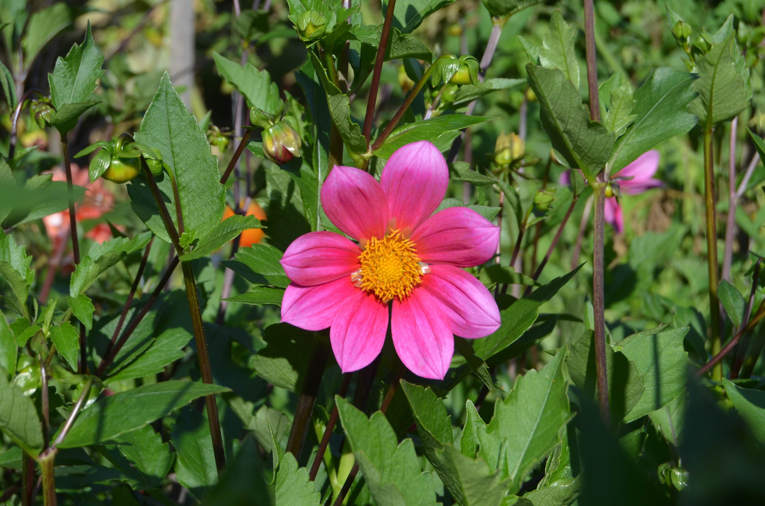 Single Rose Pink