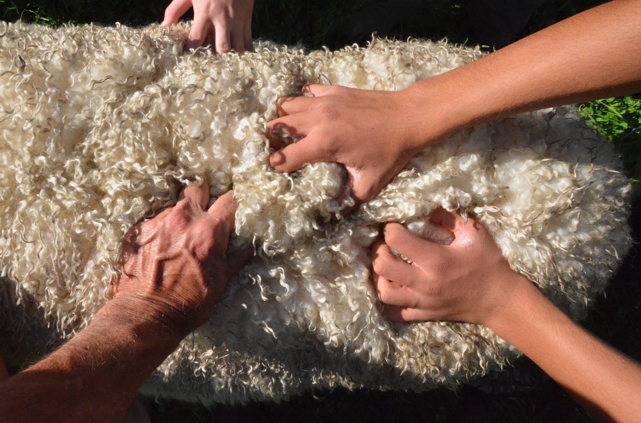 hands-on-sheep - DSC_5471.jpg