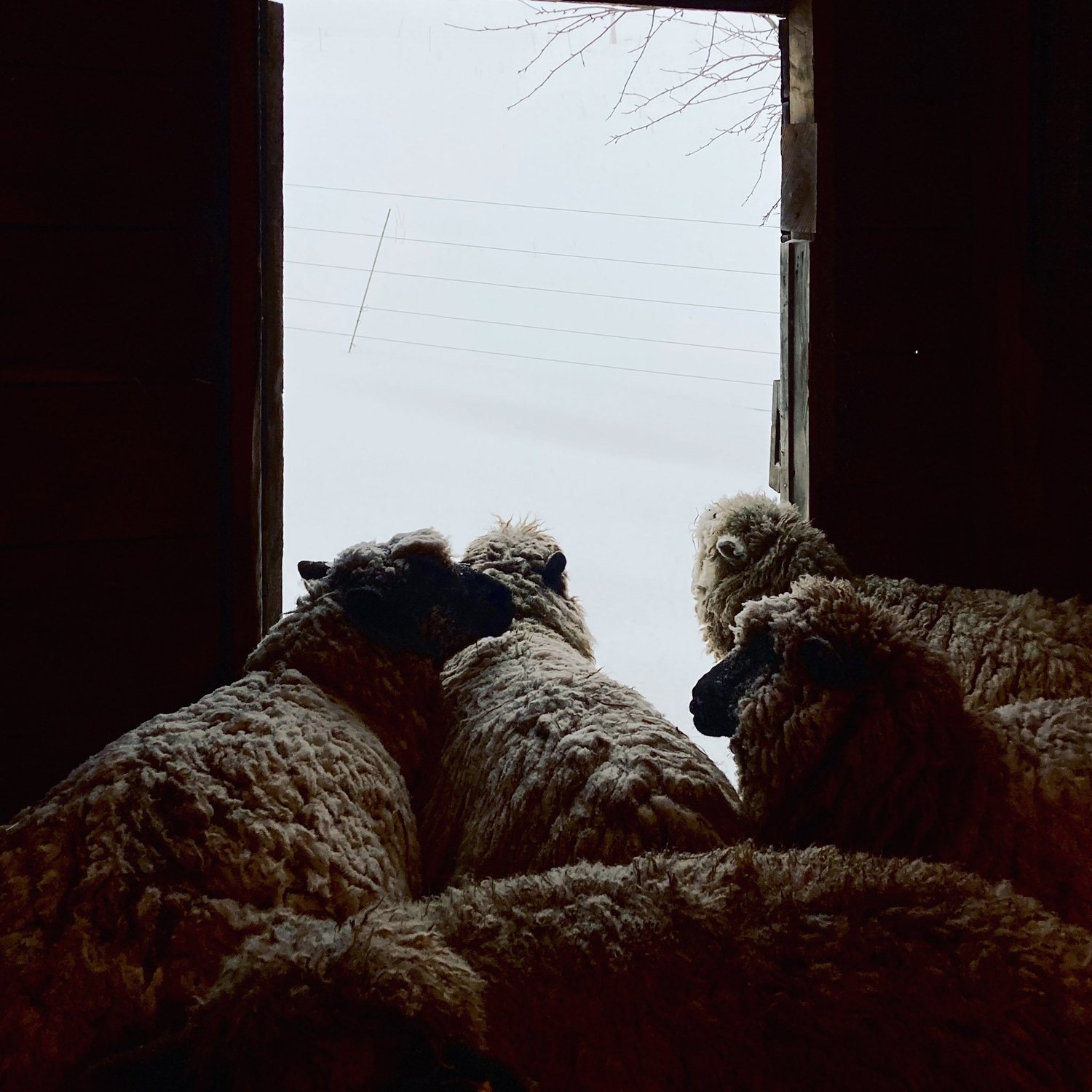 February Vacation — red gate farm