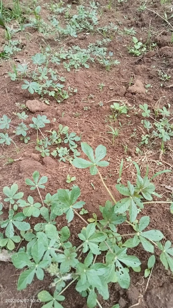 Land Purchase in Waitaluk, Kenya