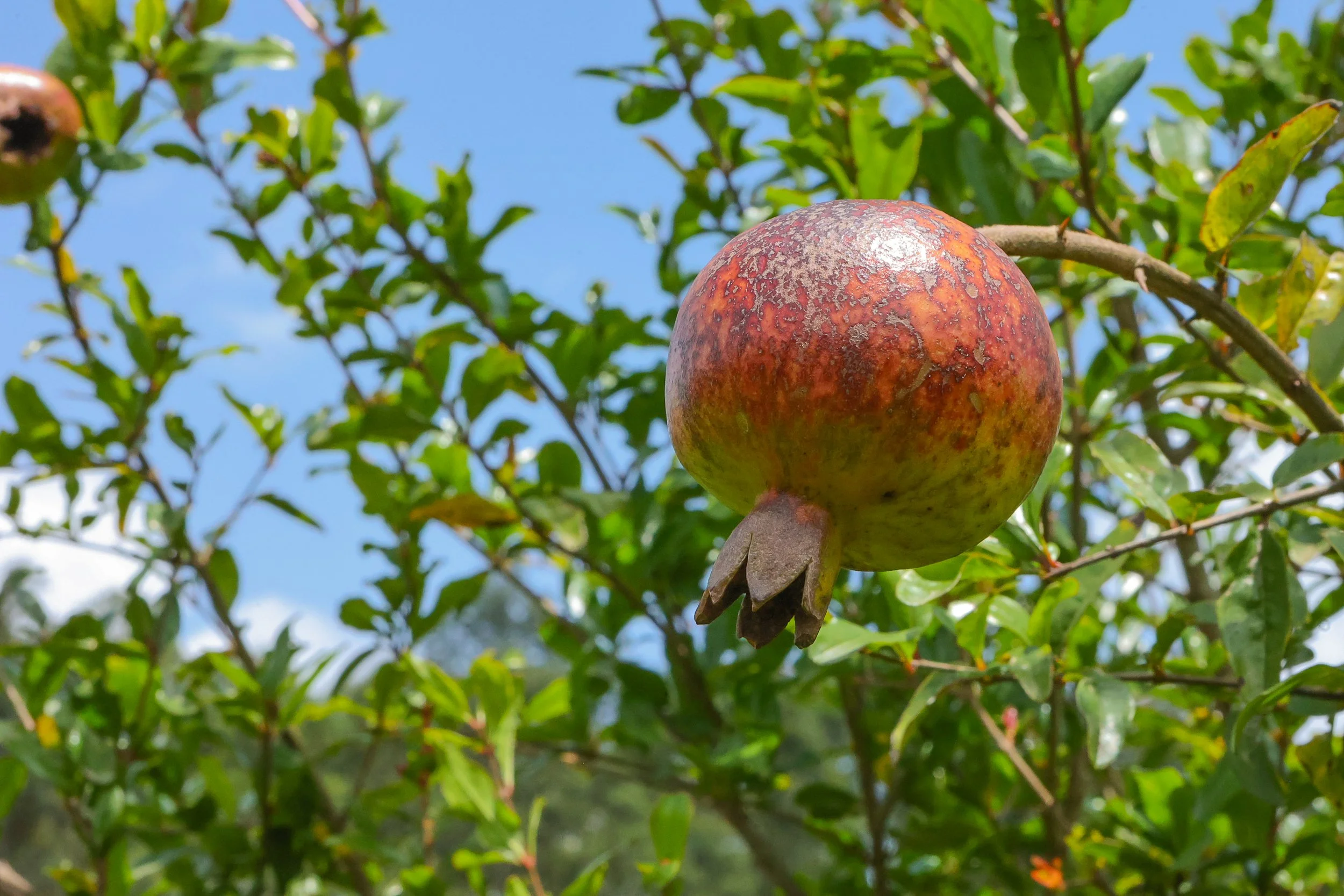 Fruit Tree