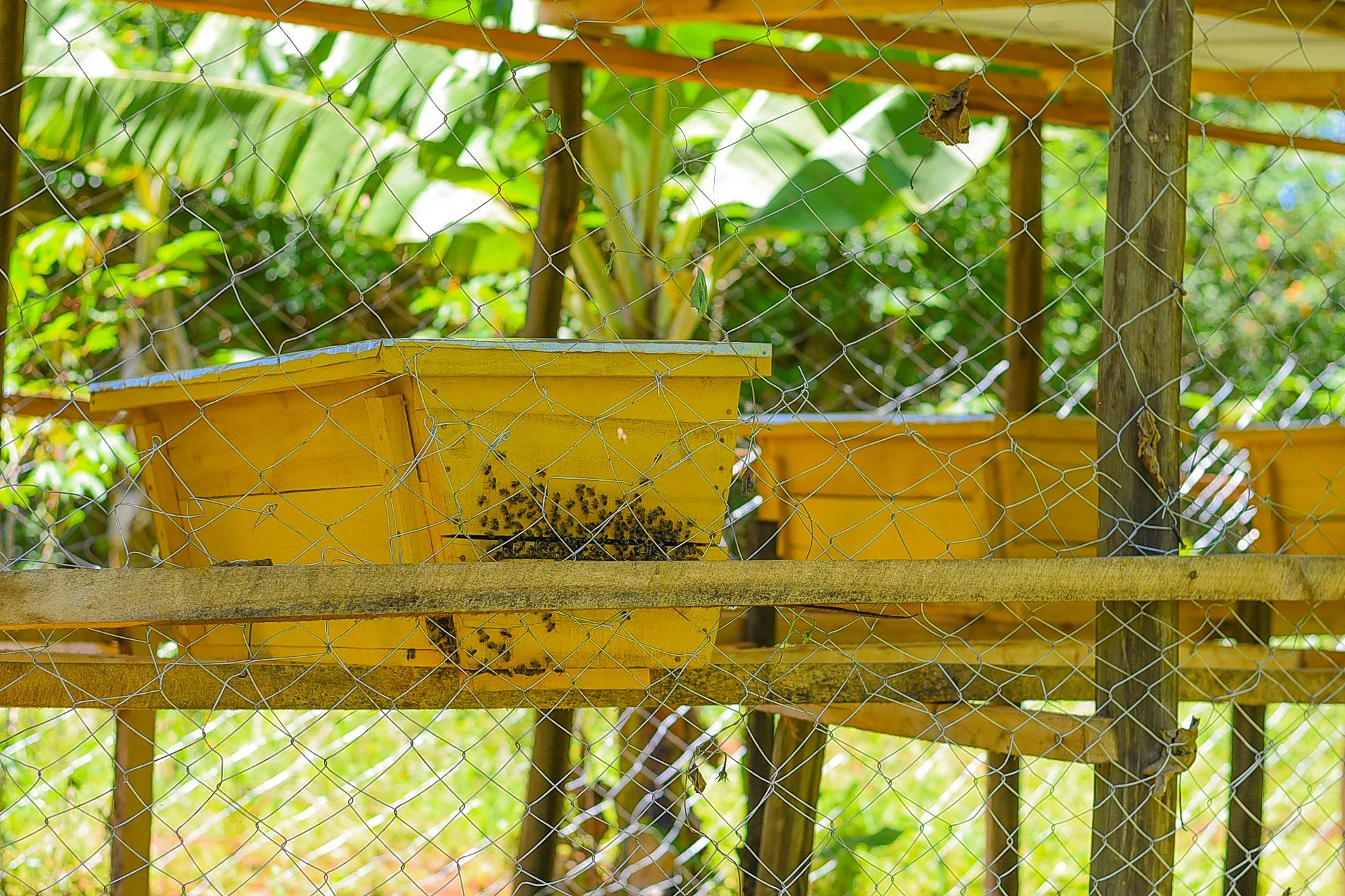 Beehive