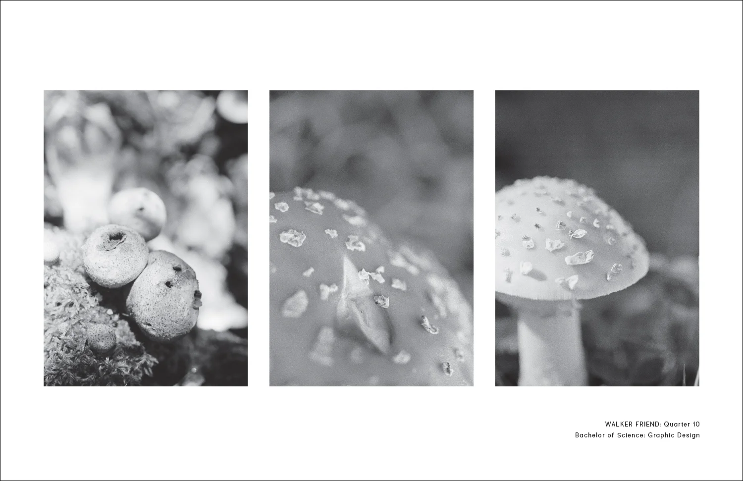 Photographs by Walker Friend