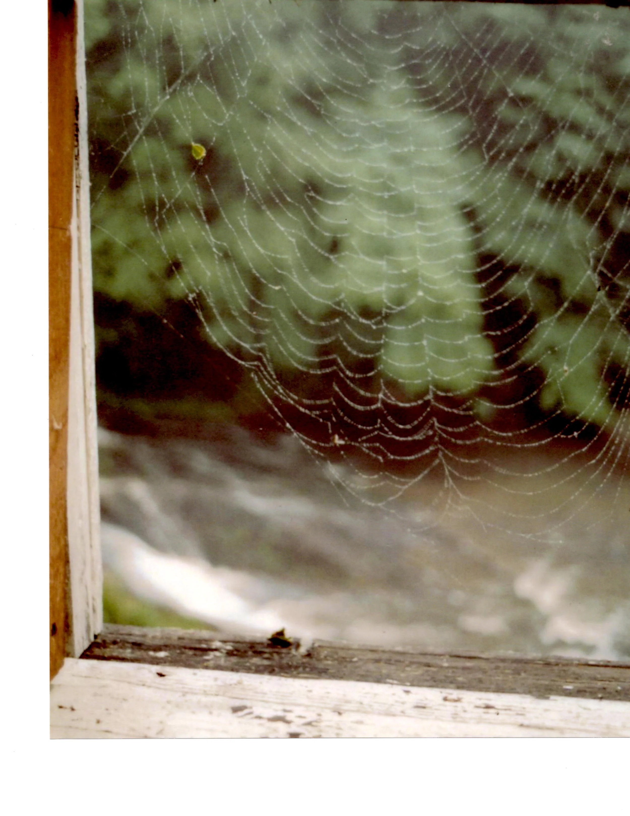 spiderweb.jpg