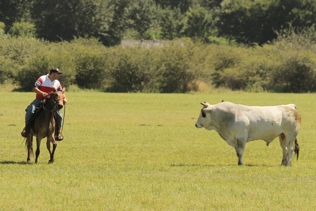 Mule vs bull - Mulo contro toro