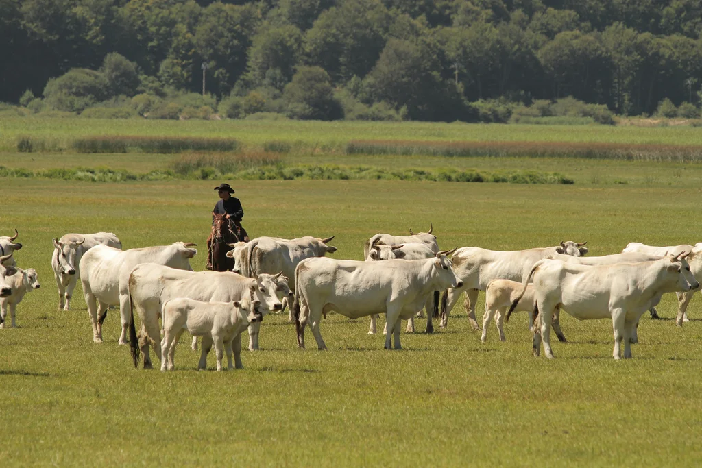 The cattle - La mandria