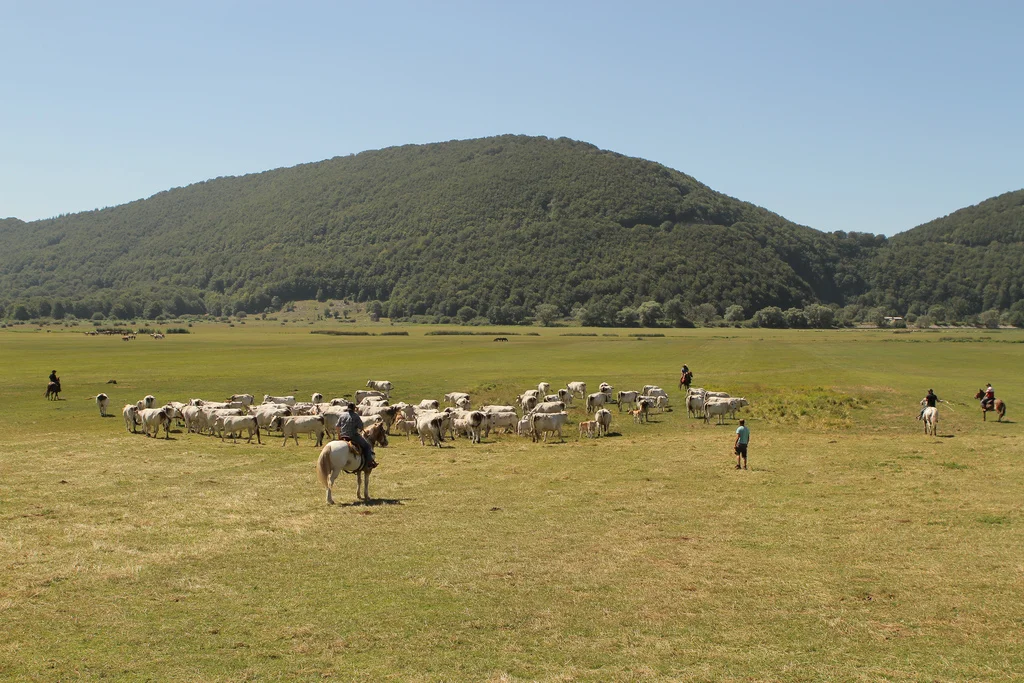 The cattle - La mandria