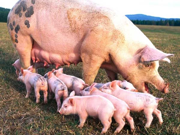 Scrofa primipara gravida