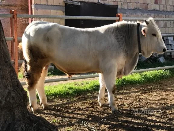 Torello Marchigiano iscritto IGP