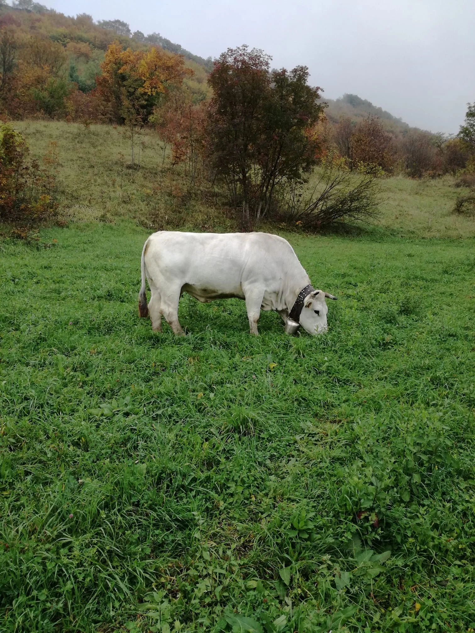 Vacca Marchigiana pluripara 10 anni