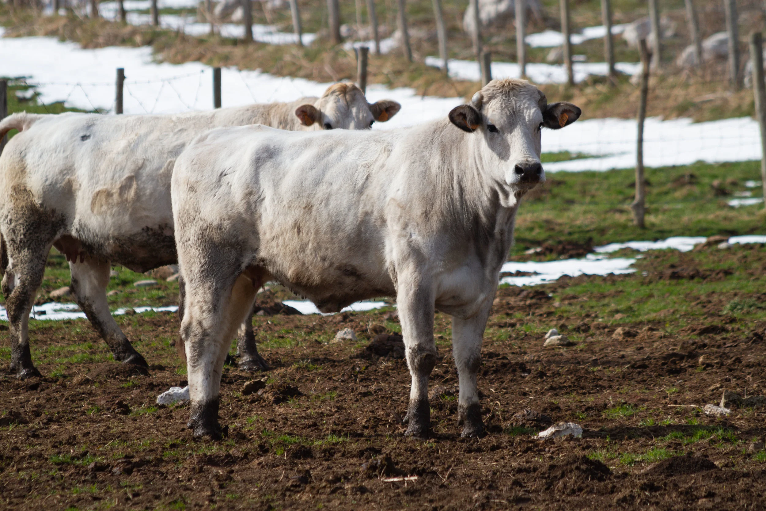 Vacca Marchigiana pluripara 5 anni