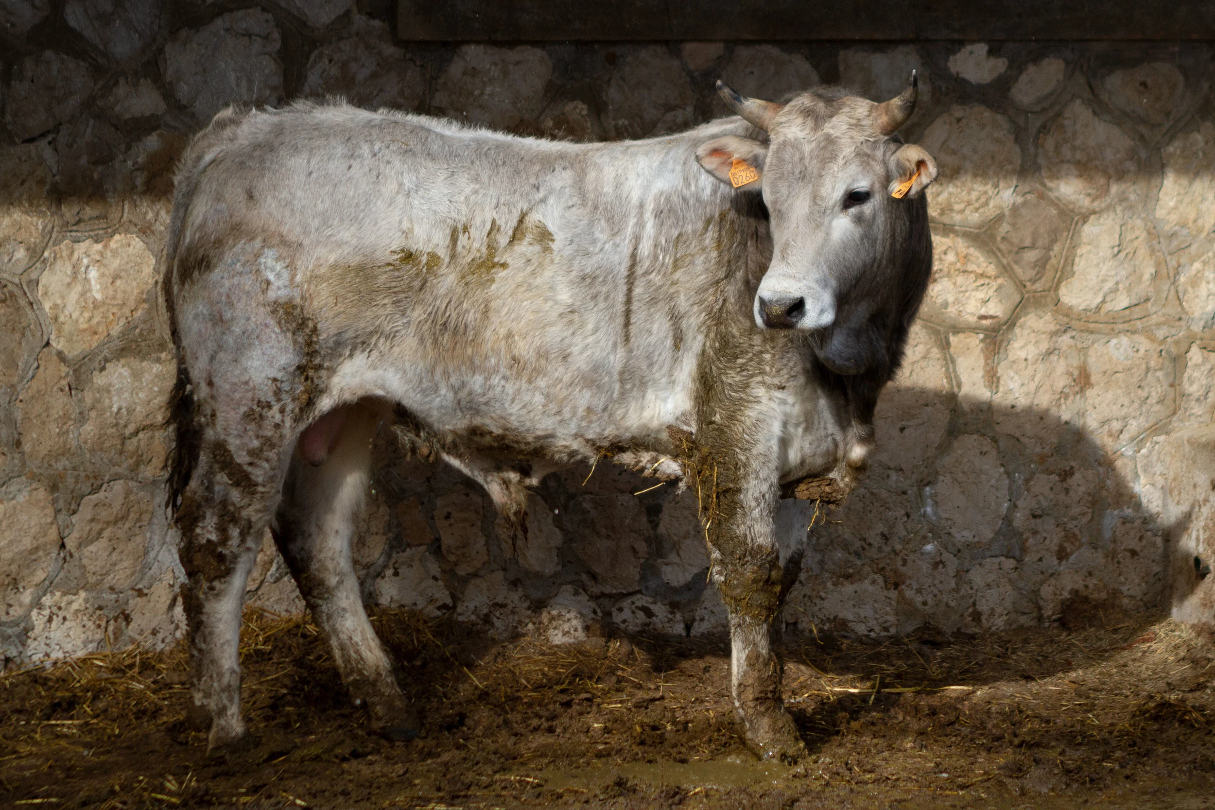 Torello Marchigiano 30 mesi