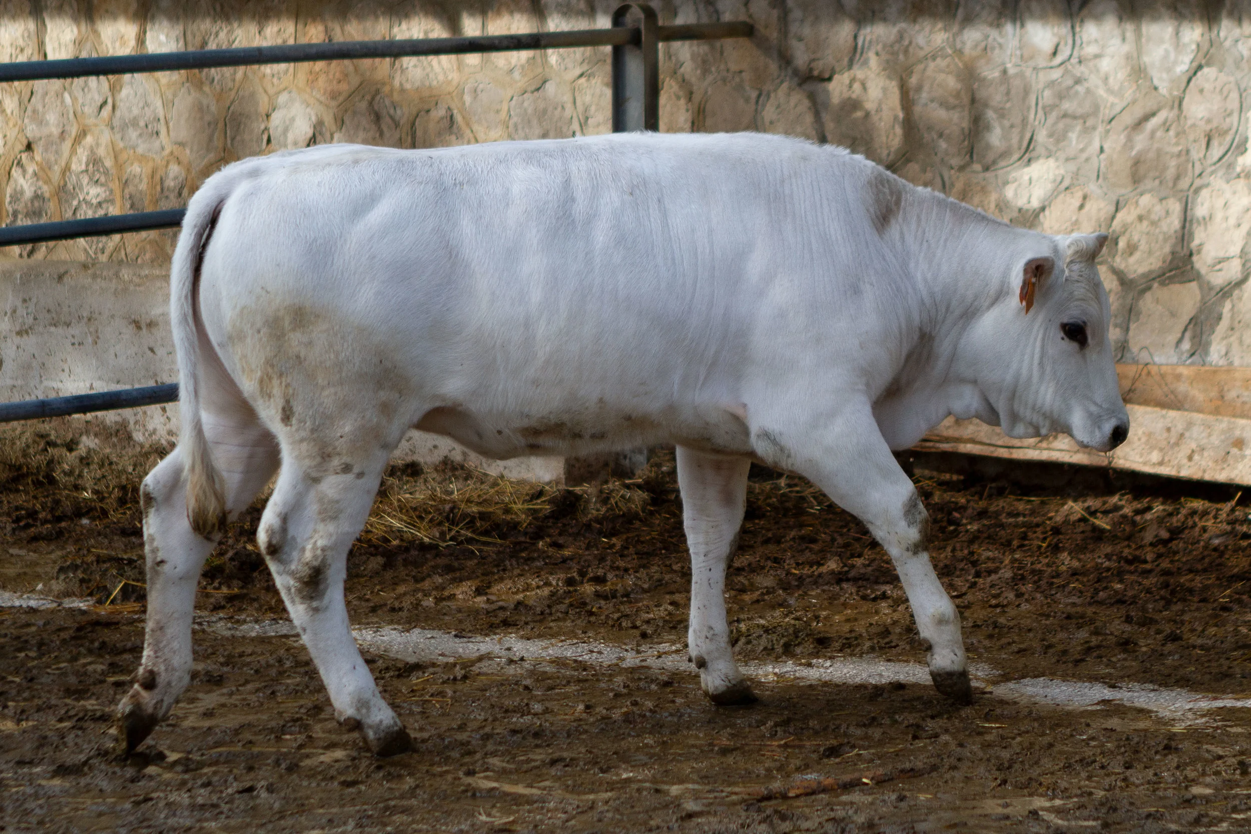 Manza Marchigiana 12 mesi