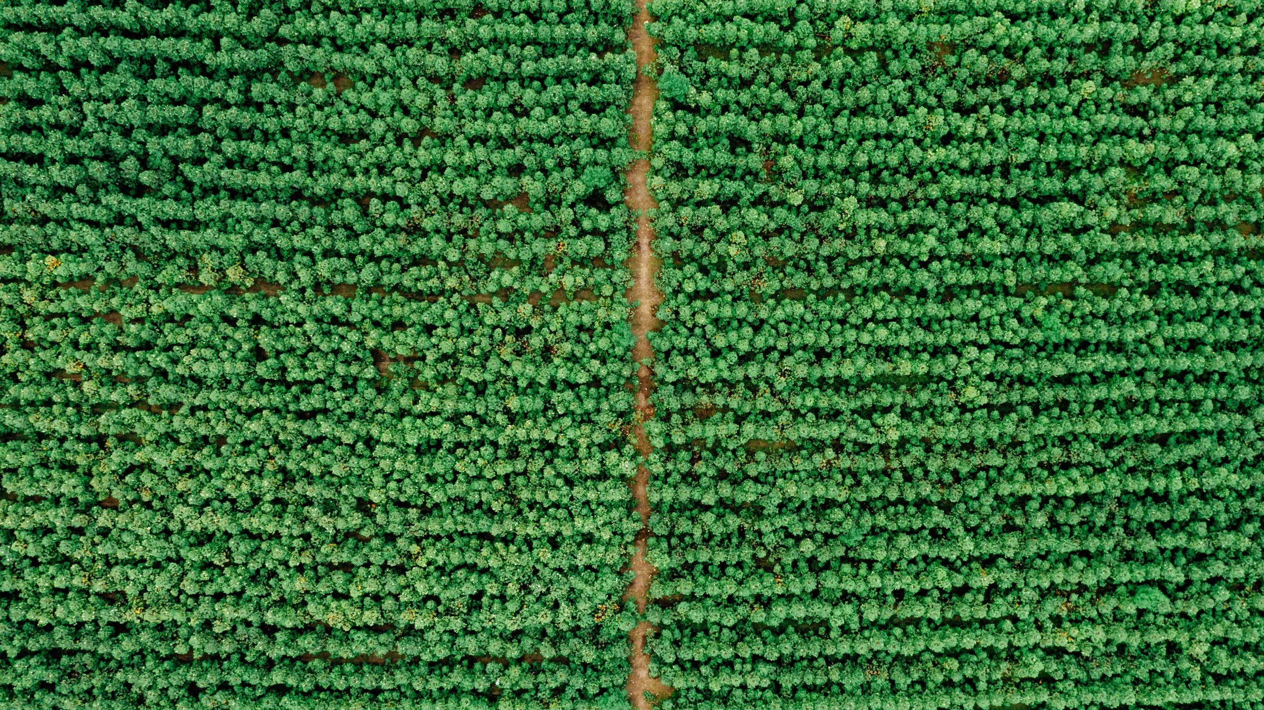 DJI_0956.jpg