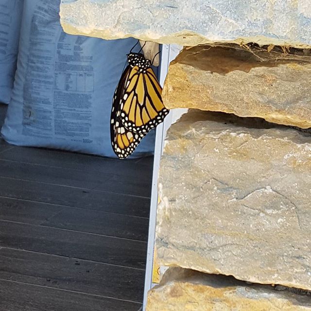 And another. 3 today 2 expected tomorrow. 
#monarchbutterfly 
#monarch 
#monarchwaystation 
#savethemonarchs 
#savethepollinators