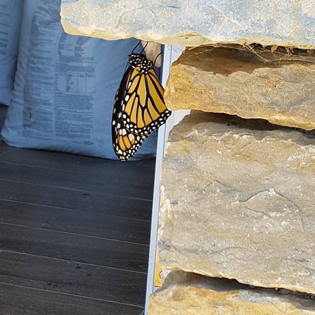 And another. 3 today 2 expected tomorrow.
#monarchbutterfly
#monarch
#monarchwaystation
#savethemonarchs
#savethepollinators