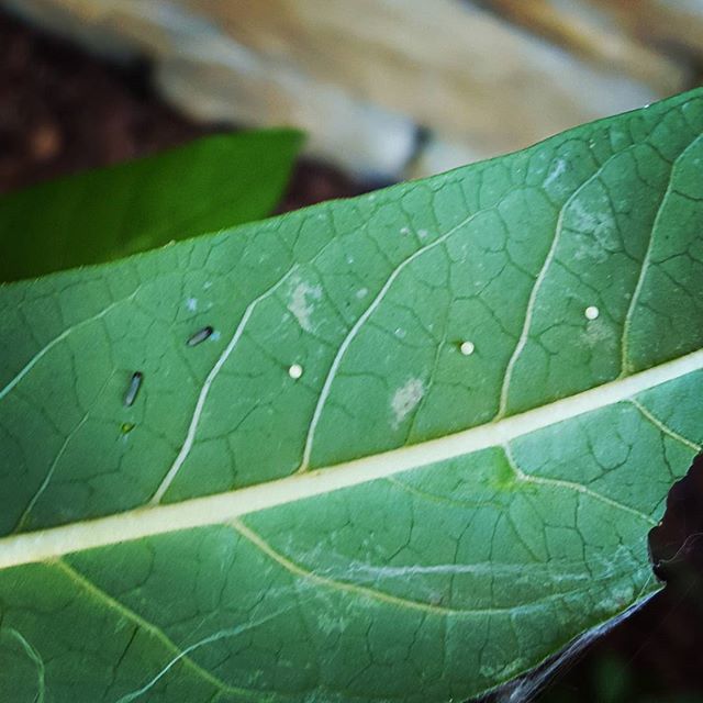 The babies are back again for round 2! 2 just hatched and 3 eggs. 
#monarchcaterpillar #monarchcaterpillars #monarchbutterfly 
#monarchwaystation #turpinfarms 
#savethemonarchs #savethepollinators 
#plantnative #plantforpollinators #cincinnati #ohio