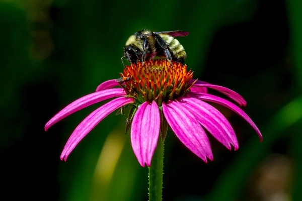 Purple+coneflower+(Echinacea+purpurea)+(2).jpg