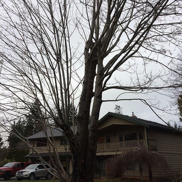 This maple tree in my front yard was rotting out was going to start failing. So 15 hours later I fell bucked split and sacked the whole tree and chipped the smalllumbs. #homeowner #notanarborist #getitdone #yardwork