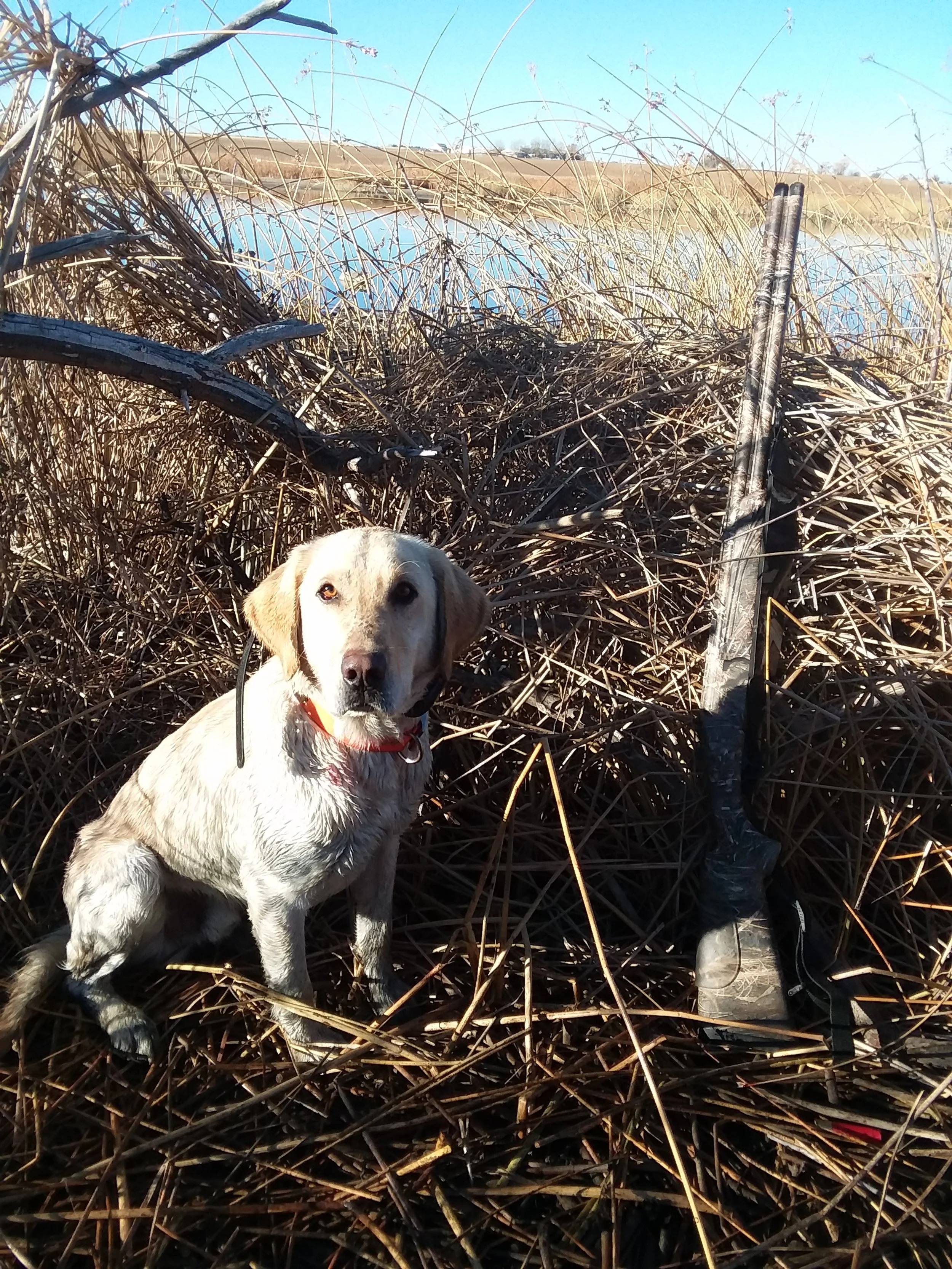 Hunting 2024 dog memorial