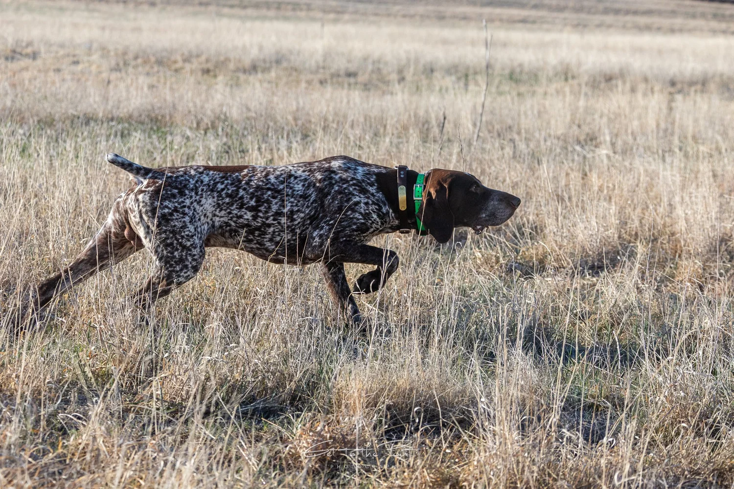 Dog Pointing Gun