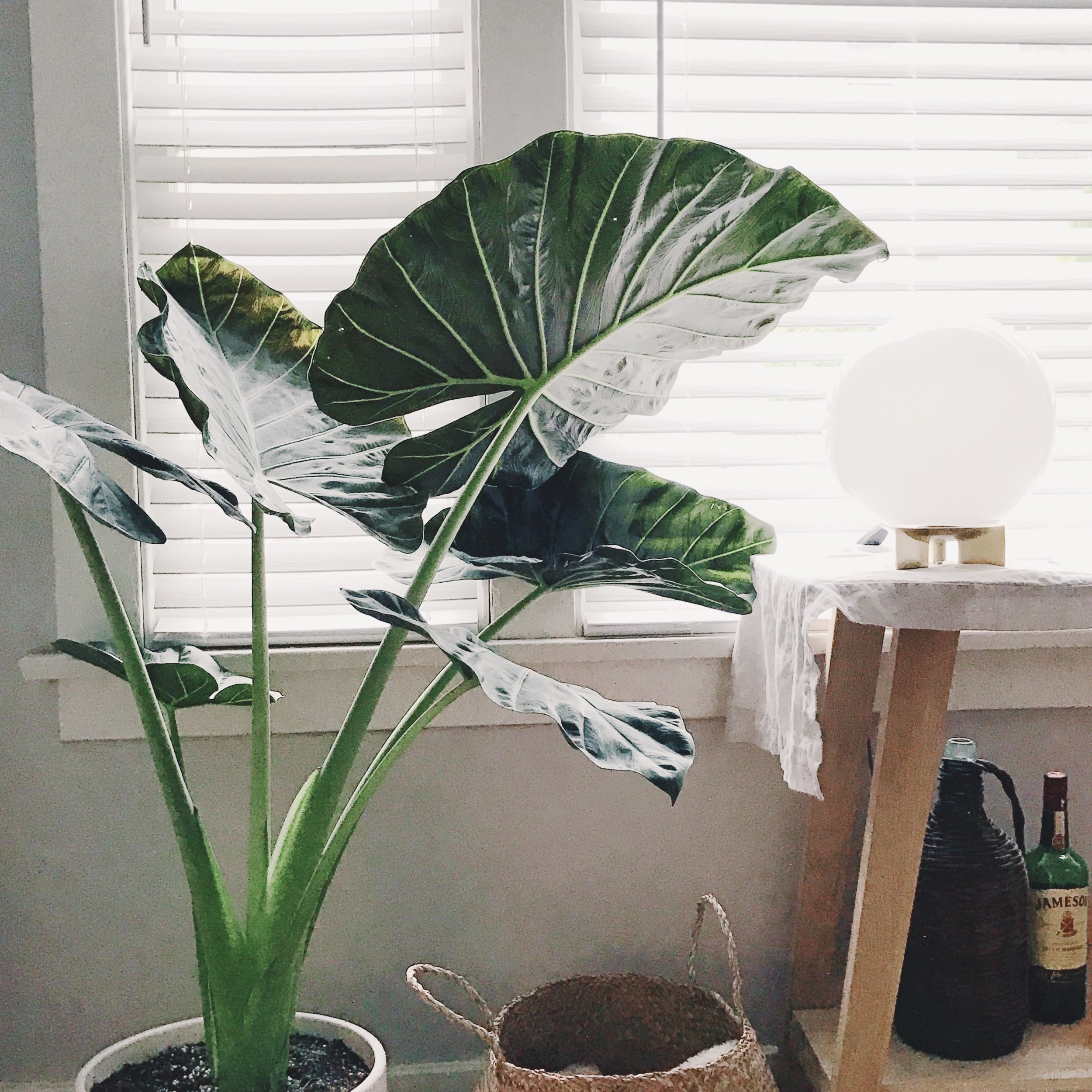 Friday Faves | West Elm Shop Finds for under $150