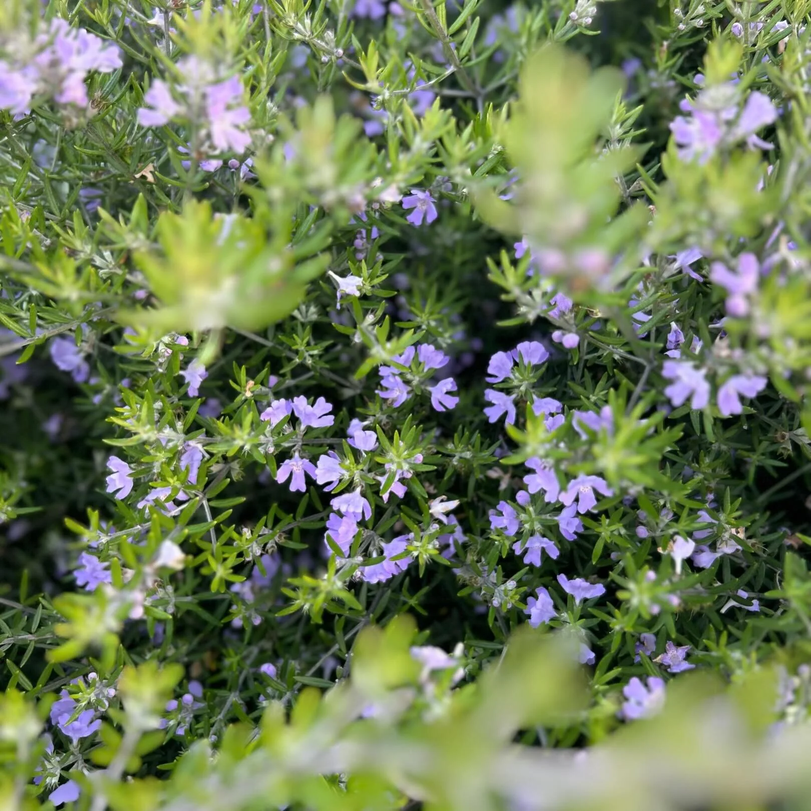 It&rsquo;s National &ldquo;How Do I Change the Clock on my Microwave&rdquo; Day! 🤪 

Losing another hour is gaining the idea that SPRING IS HERE. The sun is going to be out, out, out! Go on walks and a take little peak of those beautiful little flow