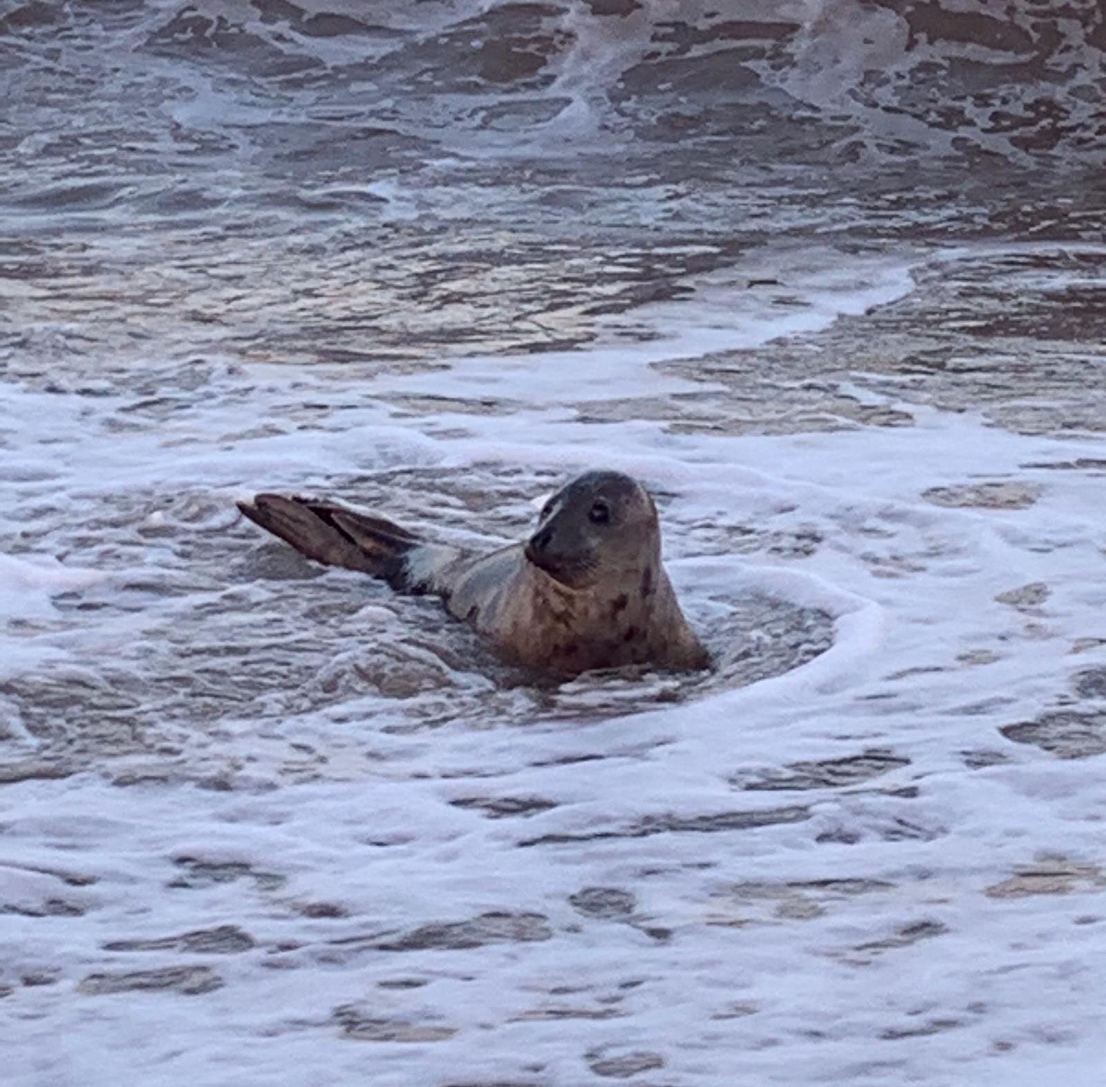 Norfolk Seals.jpg