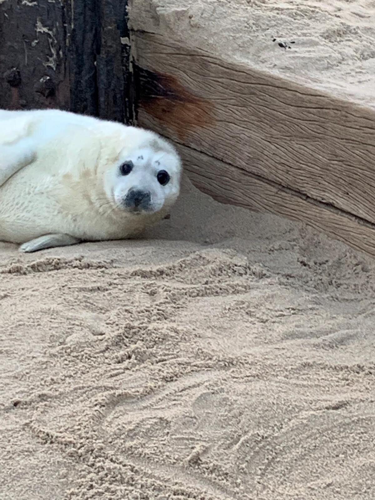 Seals on the beach in Norfolk.jpg
