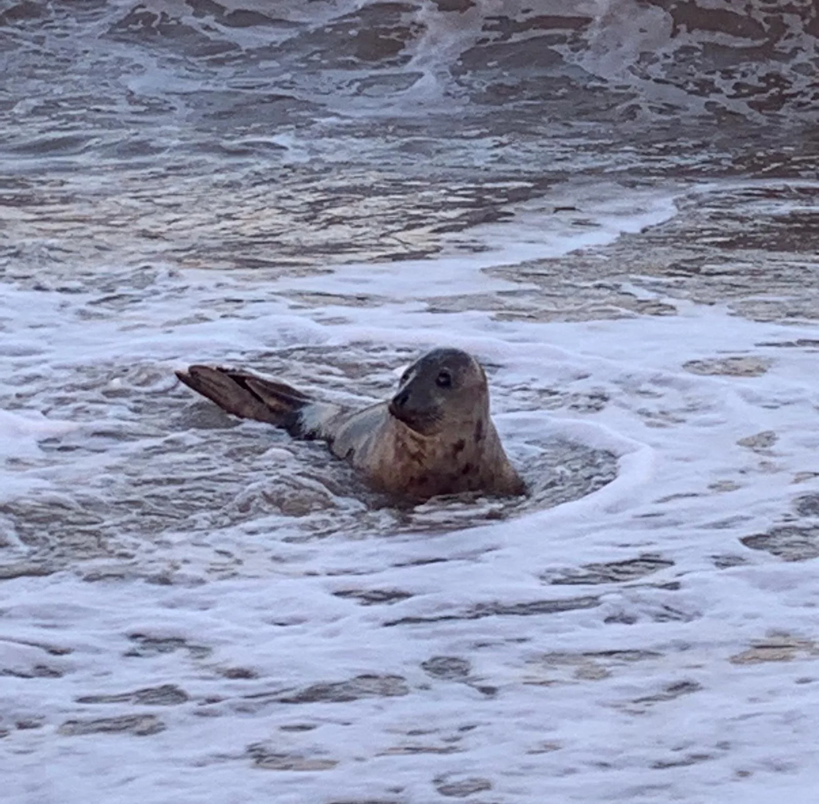  Visiting the Seals on Horsey Beach.