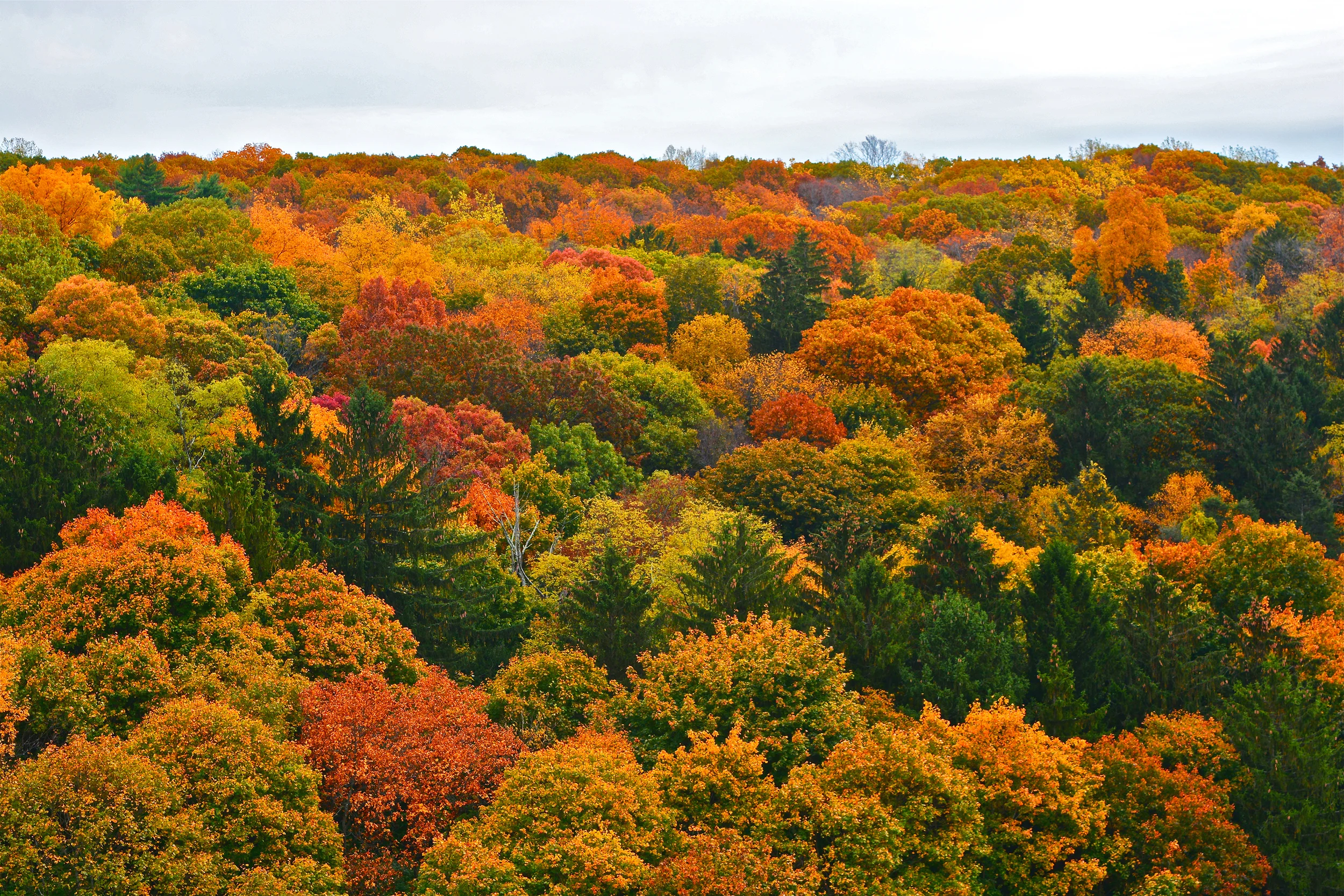  Autumn foliage. Westchester County, New York. 