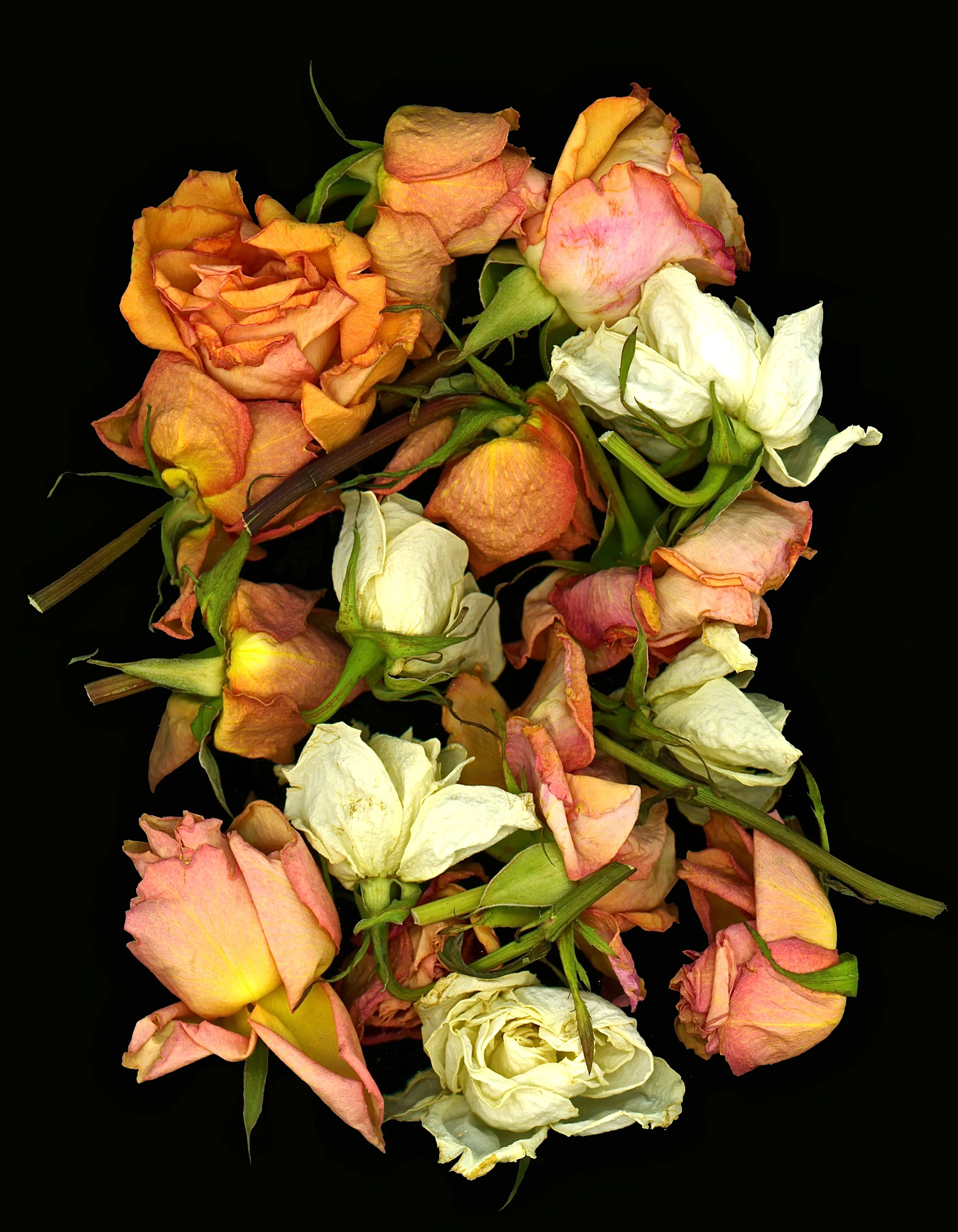 Faded roses.