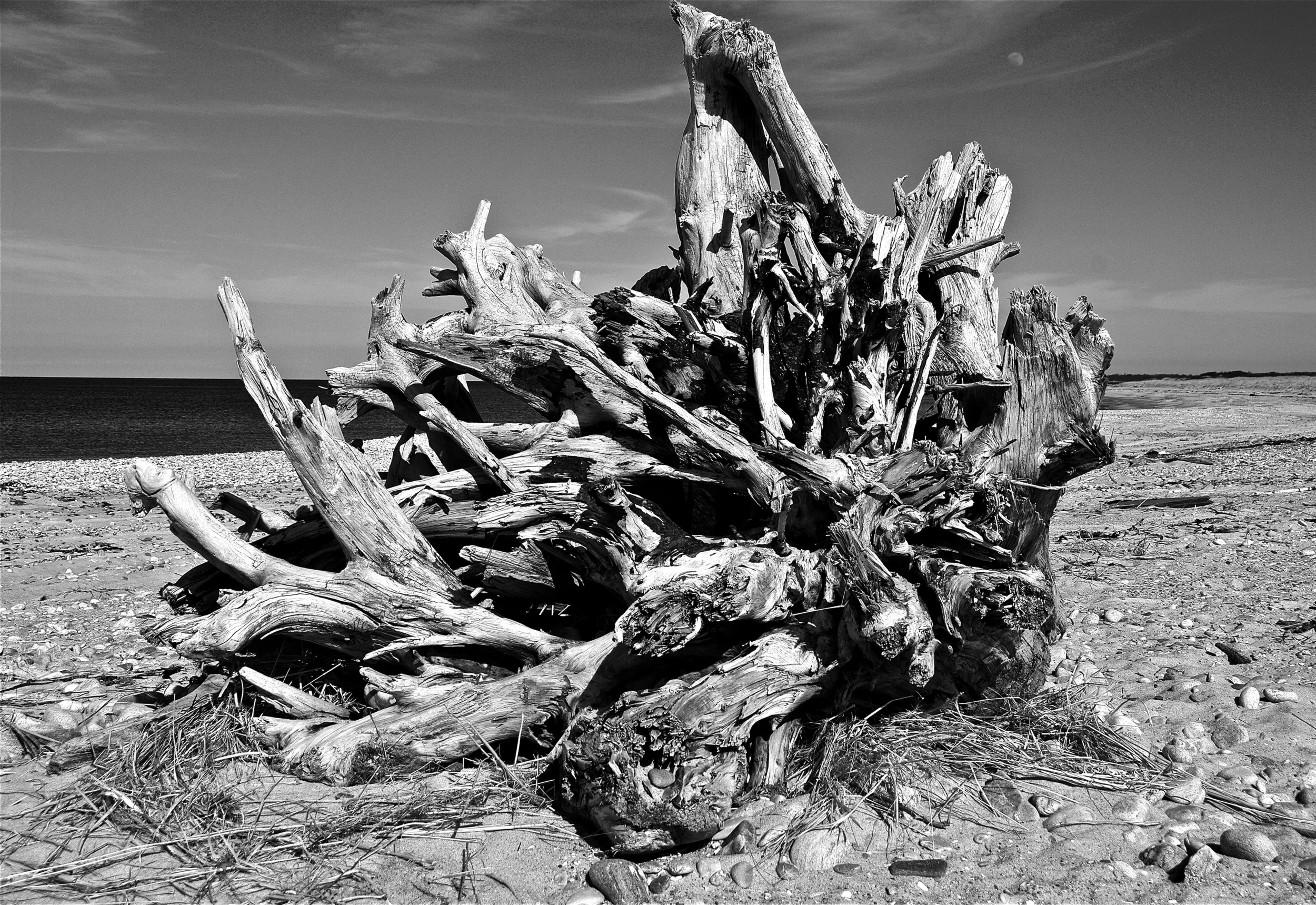 Tree trunk on beach. Montauk, Long Island.