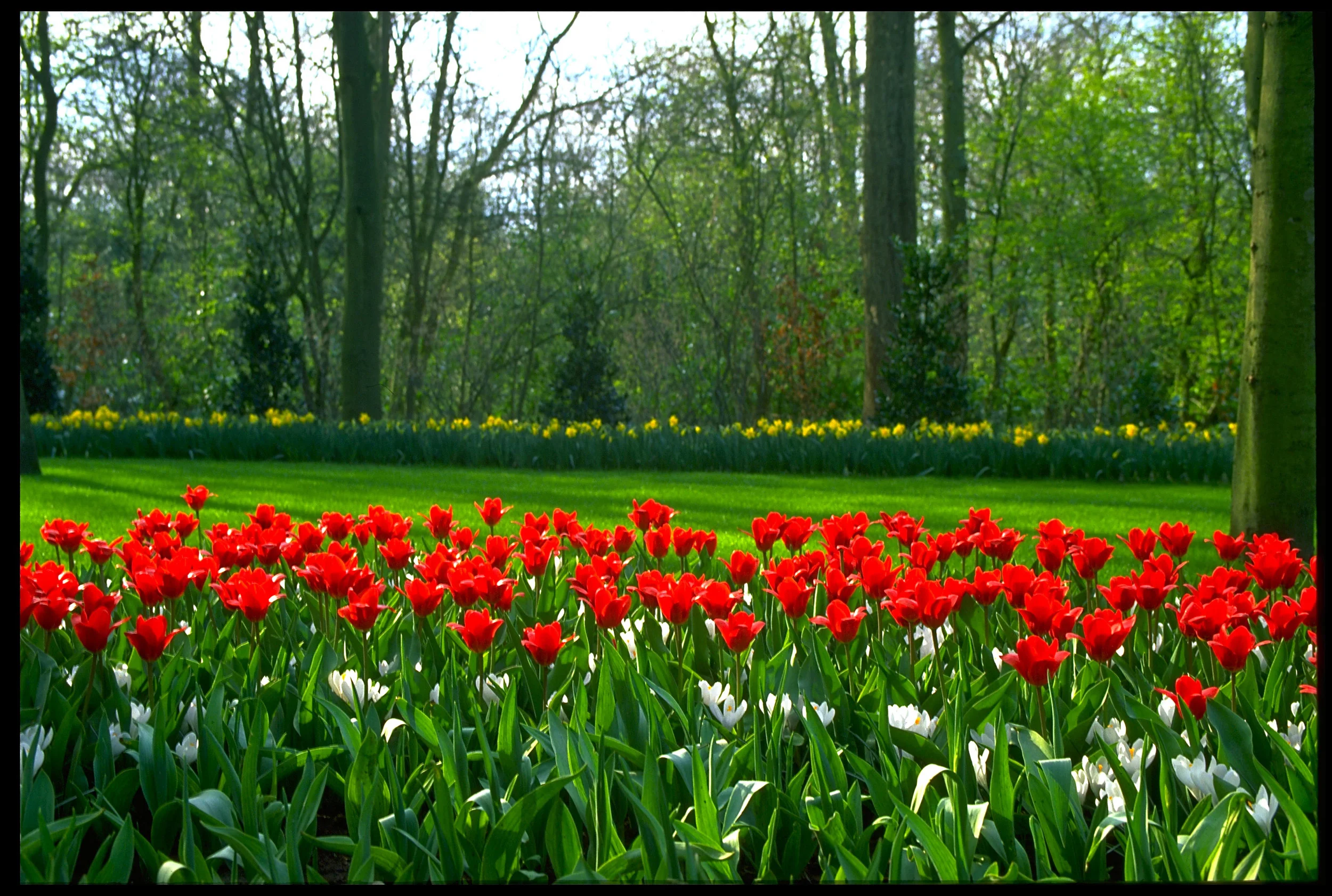 Tulips in Amsterdam.