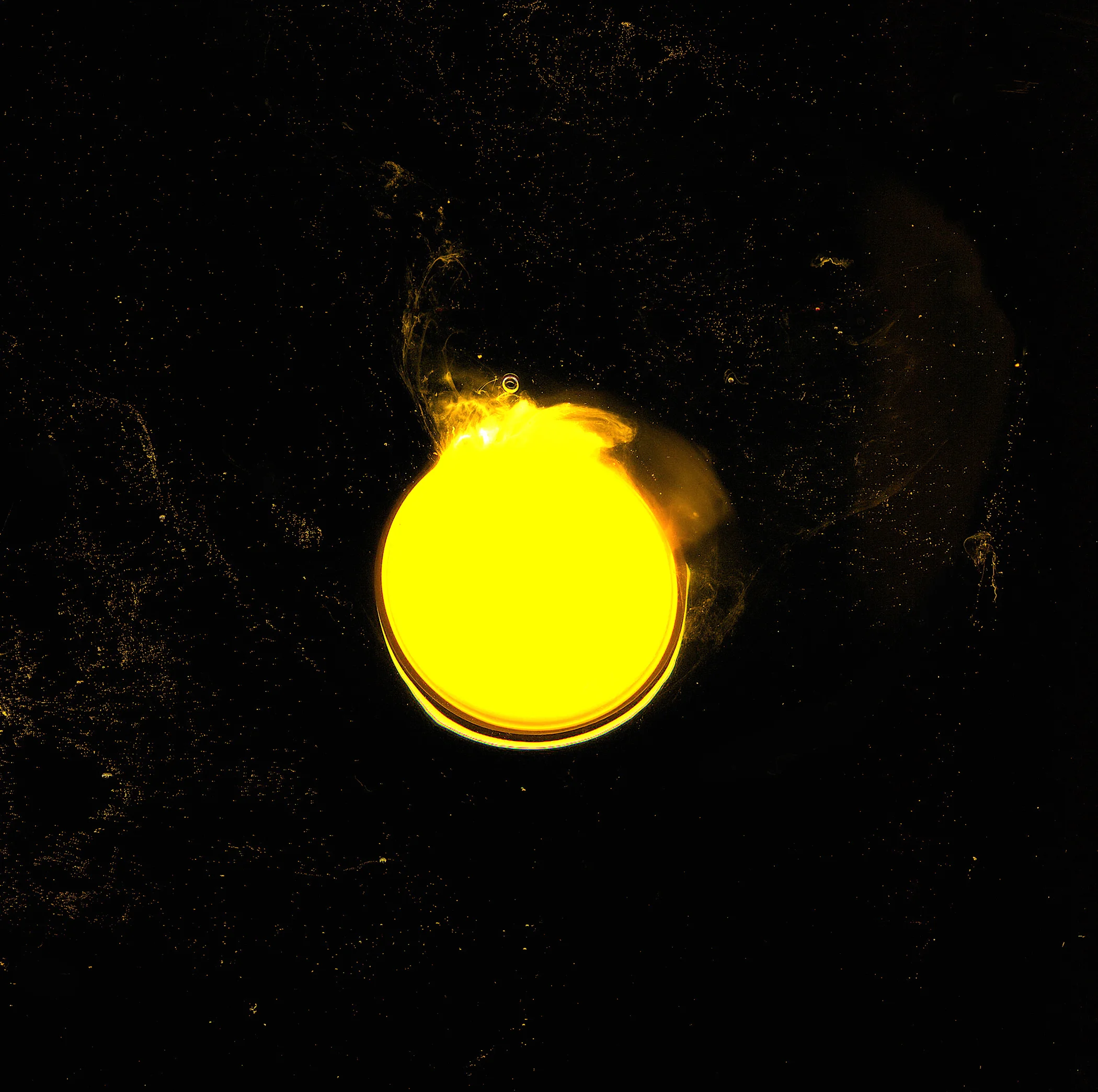Egg yolk.